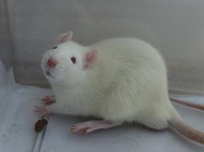 ����÷��MGM(�й���)��������