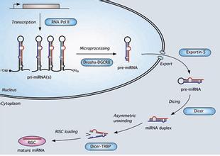 ����÷��MGM(�й���)��������