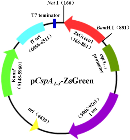 ����÷��MGM(�й���)��������