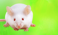 BALB/c СÊó BALB/c СÊó