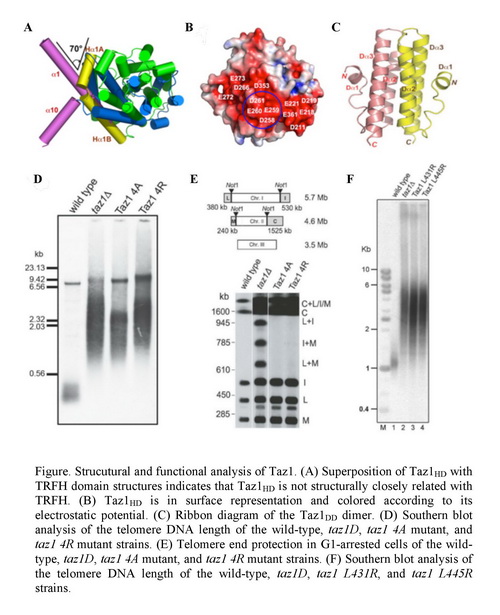 ����÷��MGM(�й���)��������