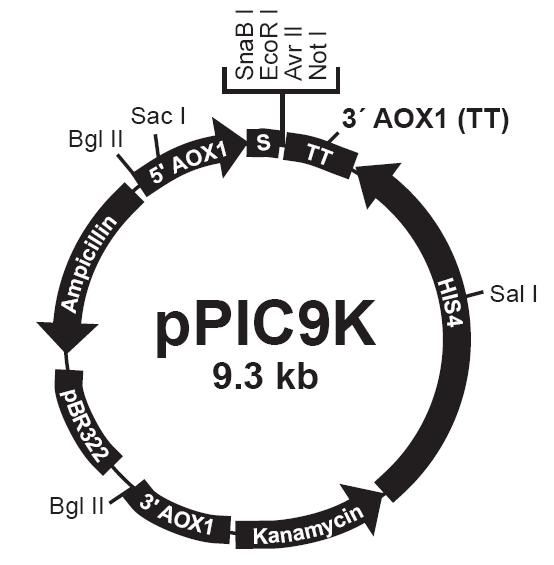 ����÷��MGM(�й���)��������