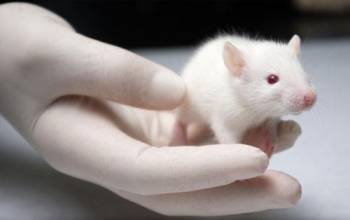 Çå¾²¶¾ÐÔÊÔÑé Çå¾²¶¾ÐÔÊÔÑé