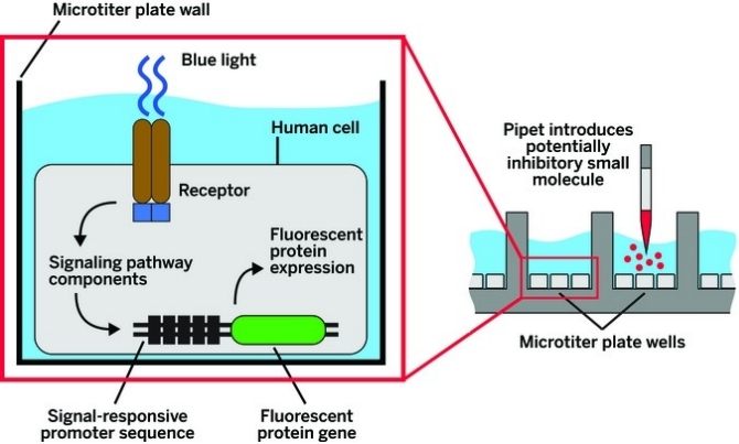 С����ҩ��ɸѡ