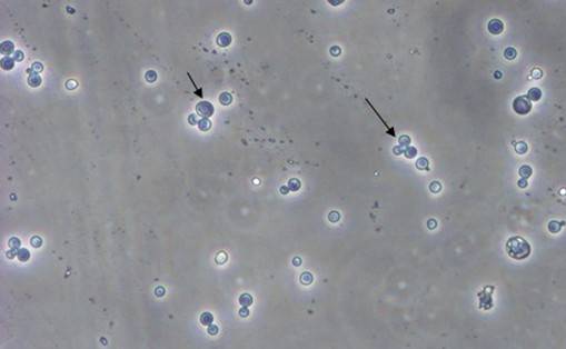 ÃÀ¸ß÷¡¤MGM(ÖйúÓÎ)¹ÙÍøÕýÍø