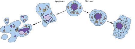 ϸ���������