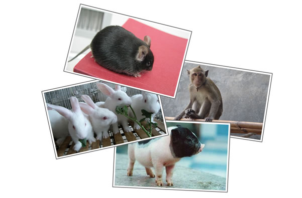 ����÷��MGM(�й���)��������