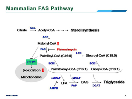 ����÷��MGM(�й���)��������