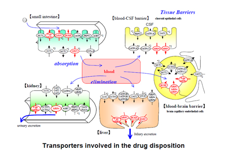 Ò©ÎïתÔËÌåÔÚÒ©ÎïÎüÊÕ¡¢ÂþÑÜ¡¢´úл¡¢ÉøÍ¸ÖеÄ×÷ÓÃ