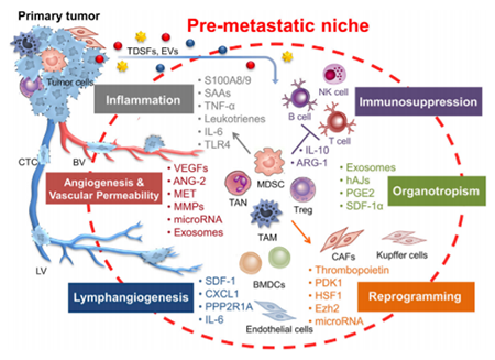 ����÷��MGM(�й���)��������