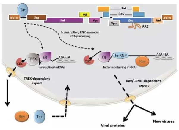 ����÷��MGM(�й���)��������