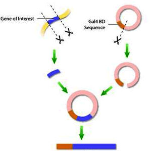 ����÷��MGM(�й���)��������