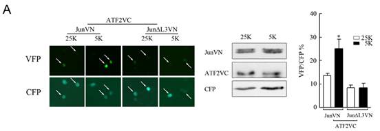 ����÷��MGM(�й���)��������