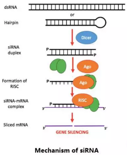 ����÷��MGM(�й���)��������