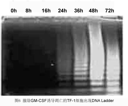 ����÷��MGM(�й���)��������