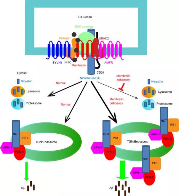 ����÷��MGM(�й���)��������