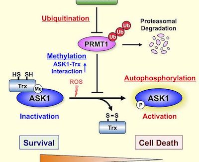 ����÷��MGM(�й���)��������