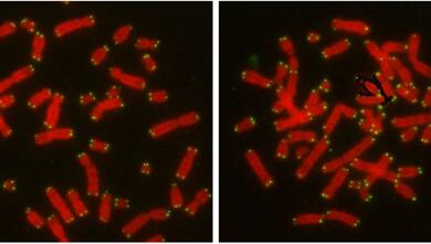 ����÷��MGM(�й���)��������