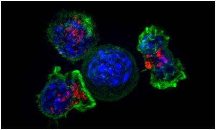 ����÷��MGM(�й���)��������