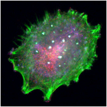 ����÷��MGM(�й���)��������