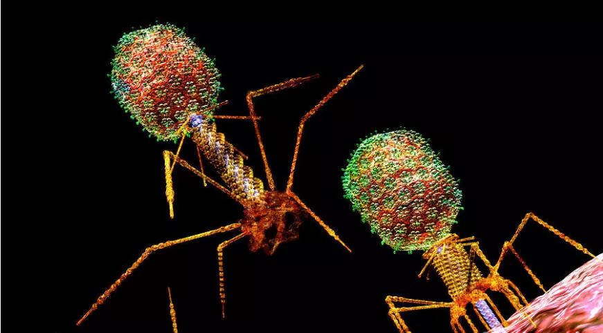 ����÷��MGM(�й���)��������