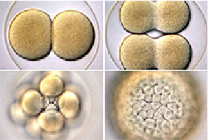 ����÷��MGM(�й���)��������