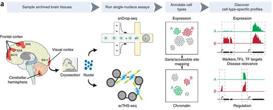����÷��MGM(�й���)��������