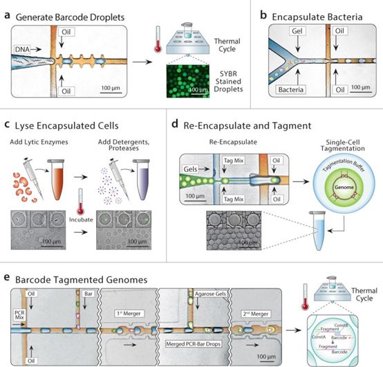 ����÷��MGM(�й���)��������