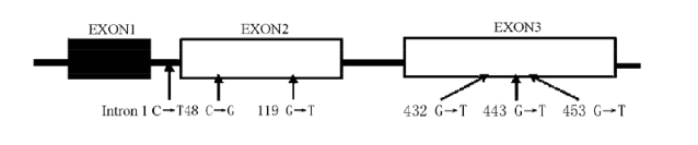 ����÷��MGM(�й���)��������