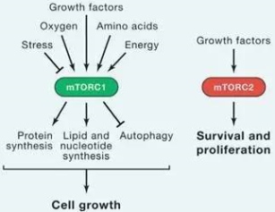 ����÷��MGM(�й���)��������