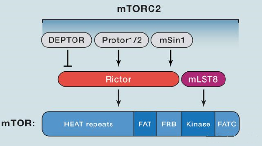 mTORC2������Ѱ���Ҫ��Rictor��mSin1��mSLT8��Protor��
