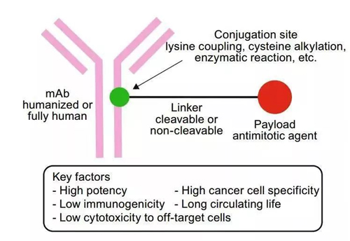 ¿¹ÌåżÁªÒ©Îï½á¹¹Ä£Ê½