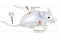 Χ��:�ٴ�ǰС��ģ������ѡ������������������