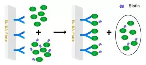 ͼ1 ÓÎÀëÒ©ÎïÓë±ê¼ÇÒ©ÎᄎÕùµÄAssayģʽ