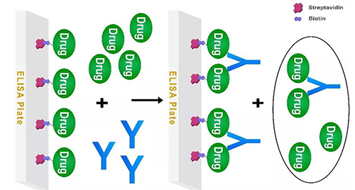 ͼ3 ÓÎÀëÒ©ÎïÓë¼ä½Ó¹ÌÏ໯ҩÎᄎÕùµÄAssayģʽ