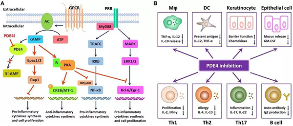 PDE4 ÃâÒß»úÀí