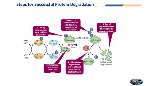 PROTACÑо¿ÖеÄÒªËØ
