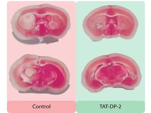 ��TAT-PP-2ע����С�����о���ʵ��