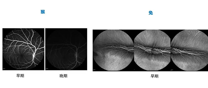 ����ò��ʱ�ڵ��۵�ӫ����Ӱ��FA��