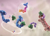 LYTAC��������������PROTAC������ս��Բ��ɳ�ҩ�İе�