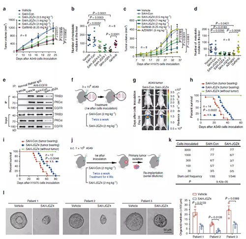 ����EGFR�ȹ������Ʒΰ��ı���������
