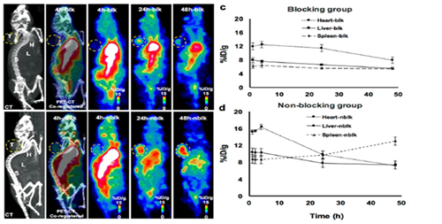 64Cu±ê¼ÇPD-1°ÐµãЧӦͼ