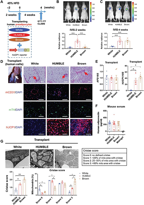 HUMBLEϸ���ع�С��Ĺ�Ч��֬��ϸ��