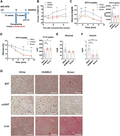 �ش��ϸ����ֲ������ʳ�շ��ķ���С����³´�л