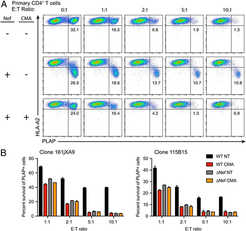CMA��Nef�Ļ���ɾ����ȿ����CTL�鵼��HIVѬȾϸ����ɨ��