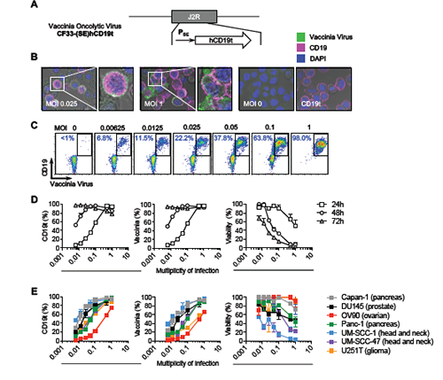 ����÷��MGM(�й���)��������