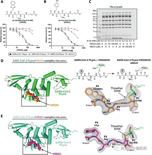 ��SARS-CoV-2 PLpro���ʹ�õķ���Ȼ���������Ƽ�VIR250��VIR251���侧��ṹ�ı���