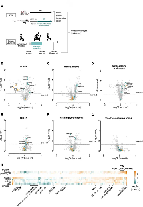�����˶���ı�Ѫ�����ܰ����ٵĴ�л״̬ ��ȪԴ��e Life��