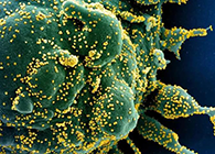 ��Һ����¹ڿ�����Ҫ�����ˣ���������ȡЧ�����輸Сʱ��