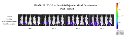 �ֹǹ���ǻԭλ��ֲ